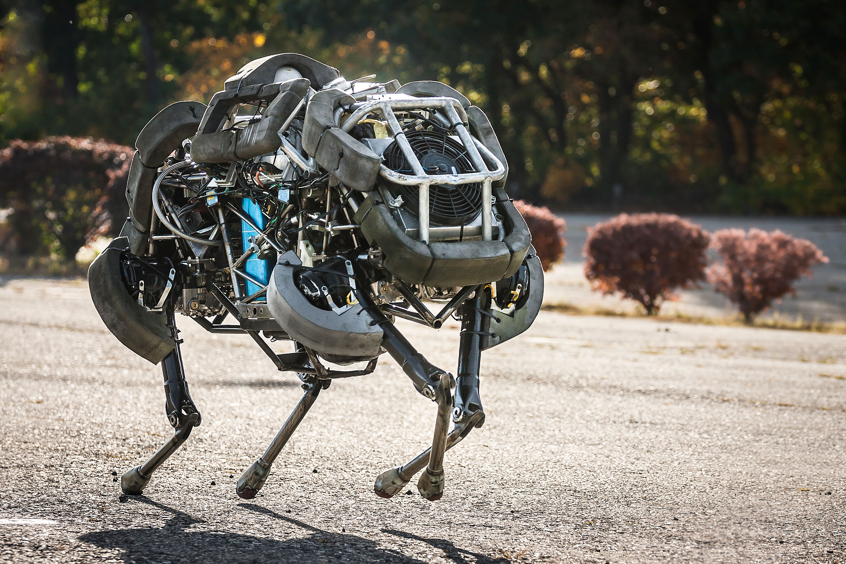 Wildcat Robot Wildcat Robot